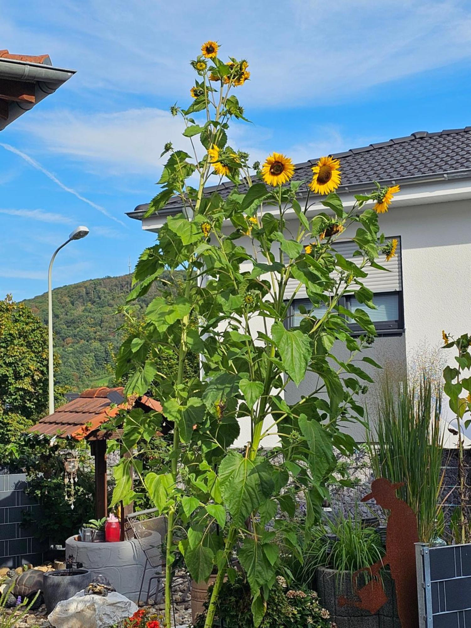 Ferienwohnung Otschik Glan-Munchweiler Exterior photo